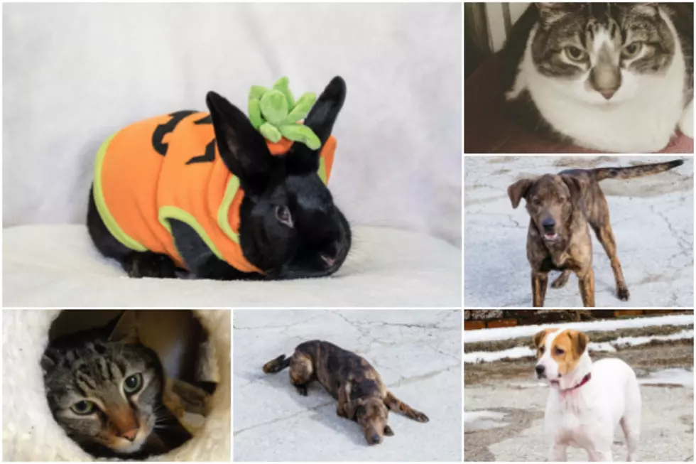 VOTE: New Hampshire’s Cutest Adoptable Pet