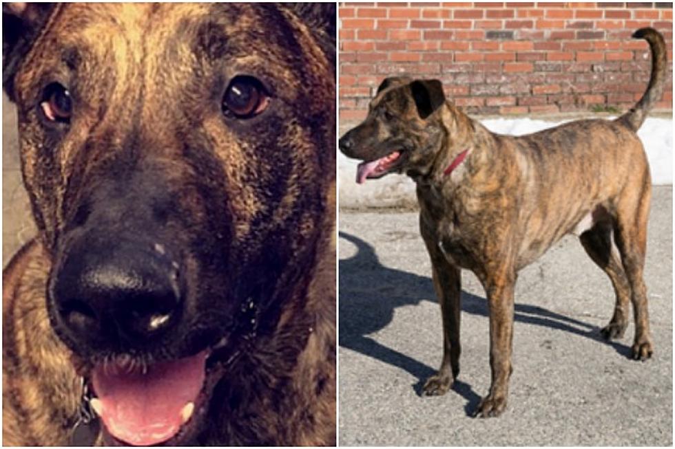 MISSING DOG: Local Animal Shelter Needs Your Help Finding Zylo