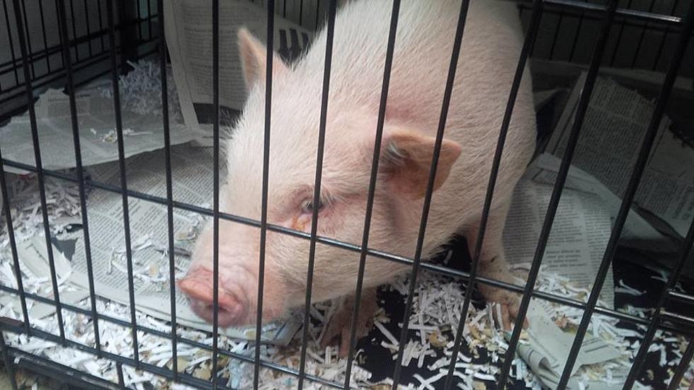 Missing a Pet Pig? This Little Guy Was Found in Manchester