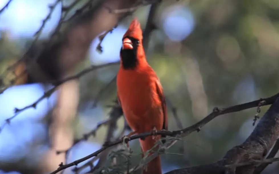 That Annoying Bird Whistle? It&#8217;s Not a Car Alarm it&#8217;s a Cardinal