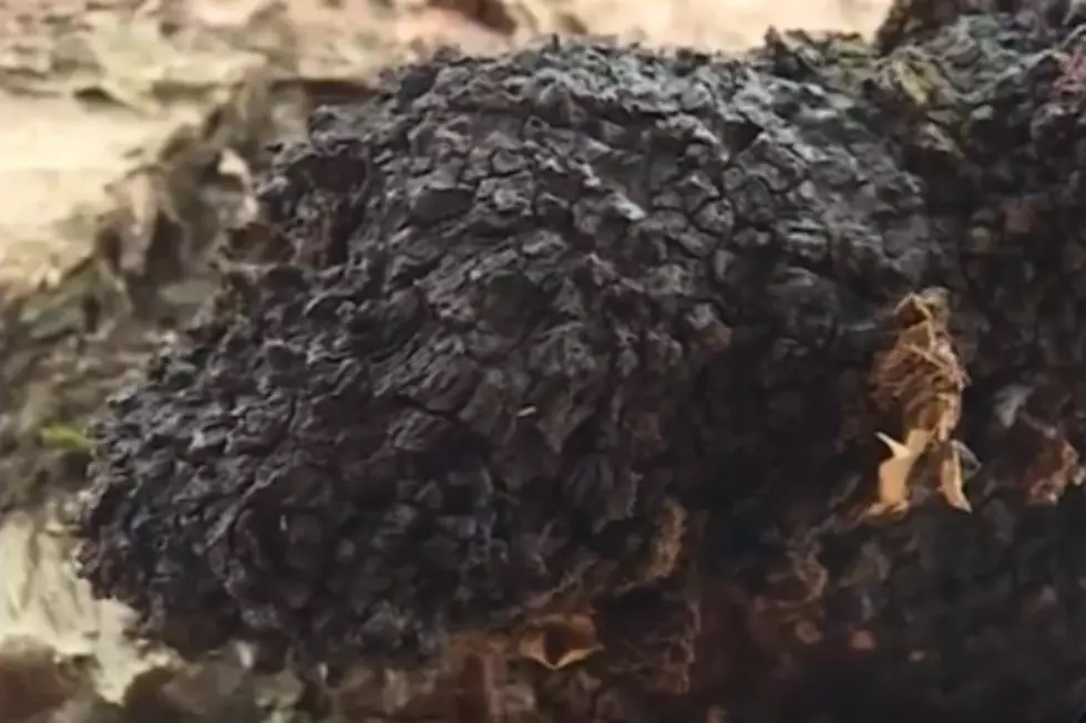 Rare Superfood Mushroom Found On Local Birch Trees