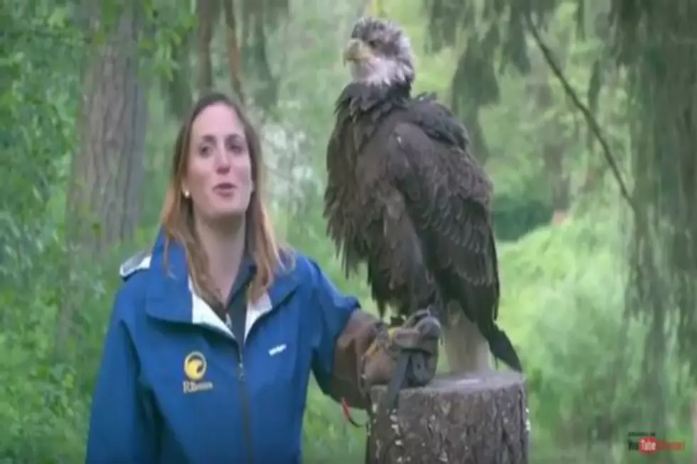 Hercules The Bald Eagle To Deliver Beer To Contest Winner [VIDEO]