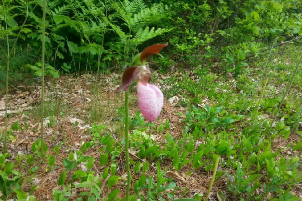 Is It a Crime to Pick a Lady Slipper in New Hampshire?