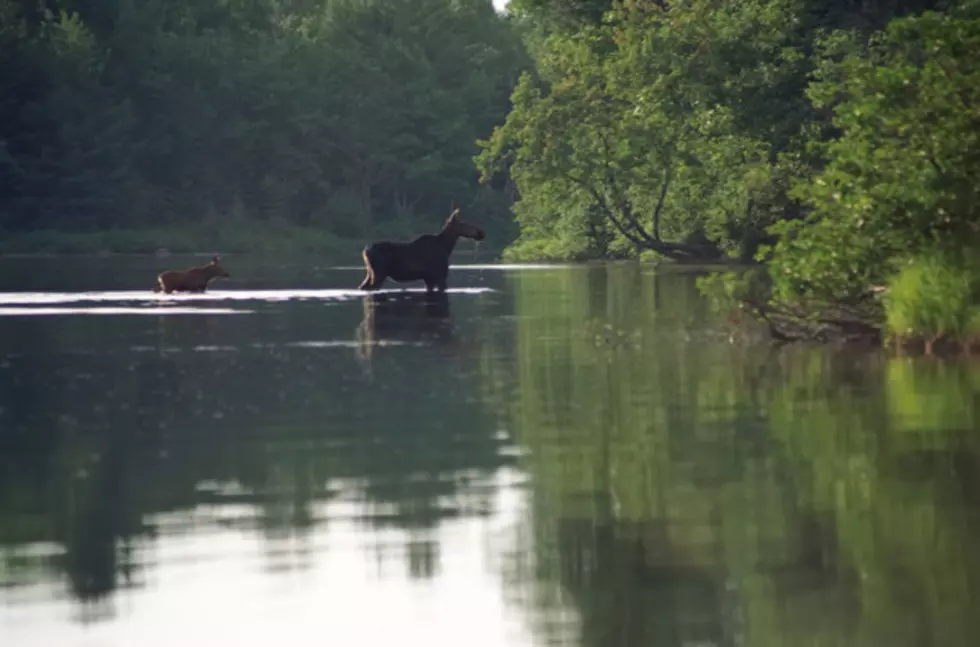 Lottery Drawing For New Hampshire Moose Hunt Is Friday