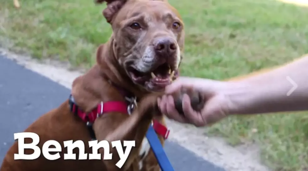 Benny the Dog Wants to Come Home With You!