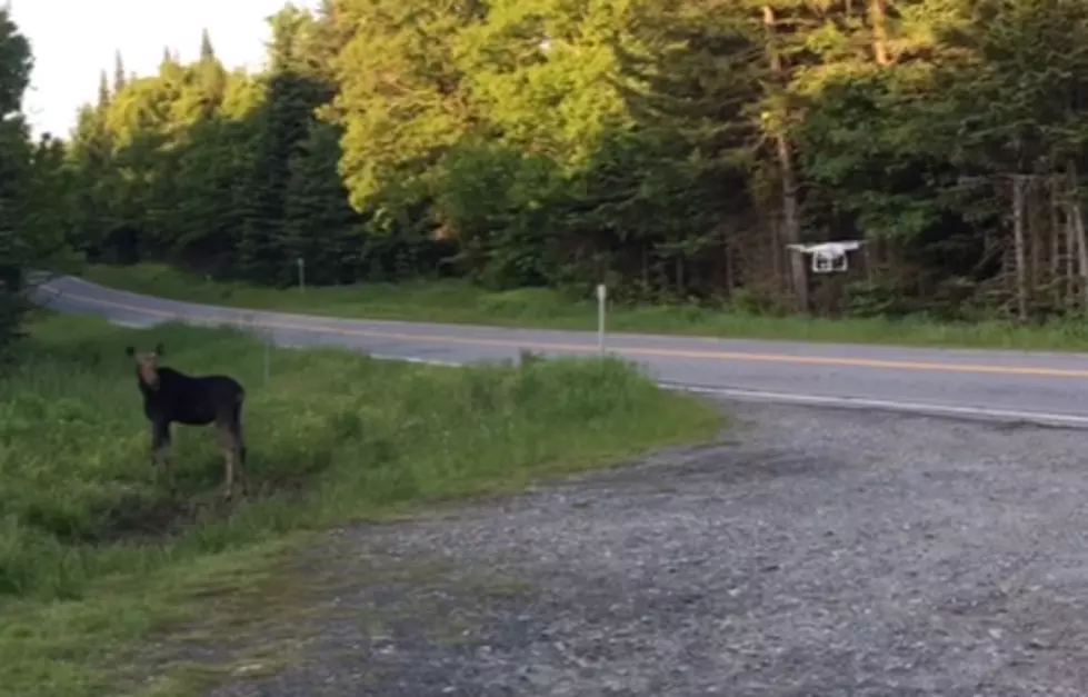 Watch a Drone Chase Away an Unsuspecting Moose in Pittsburgh