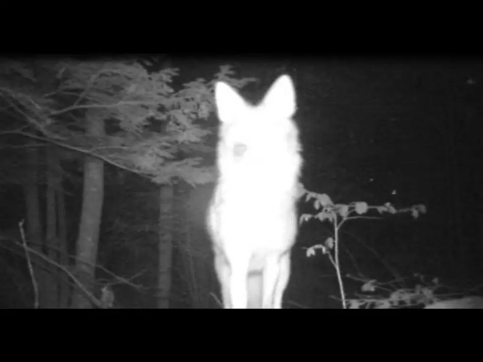 Game Camera Footage Shows A Coyote In My Backyard [VIDEO]