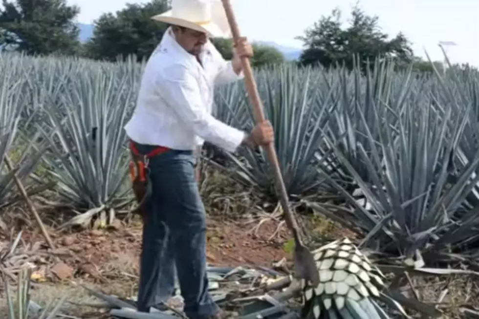 I Swear I&#8217;m Not Making This Up; It&#8217;s National Tequila Day!