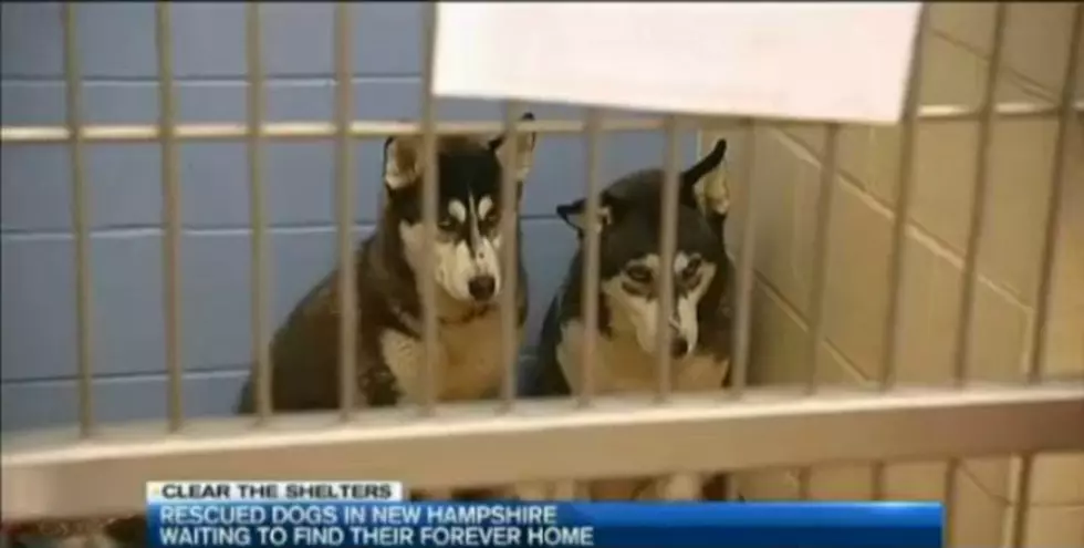5 Dogs Rescued From South Korean Meat Farm Are In New Hampshire And Need Forever Homes