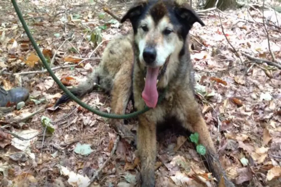 Incredible Video Shows Conway Area Humane Society Rescuing A 17-Year-Old Dog From Deep in the New Hampshire Woods