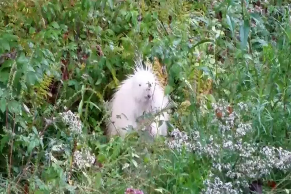 Lempster, New Hampshire Woman Films Albino Porcupine