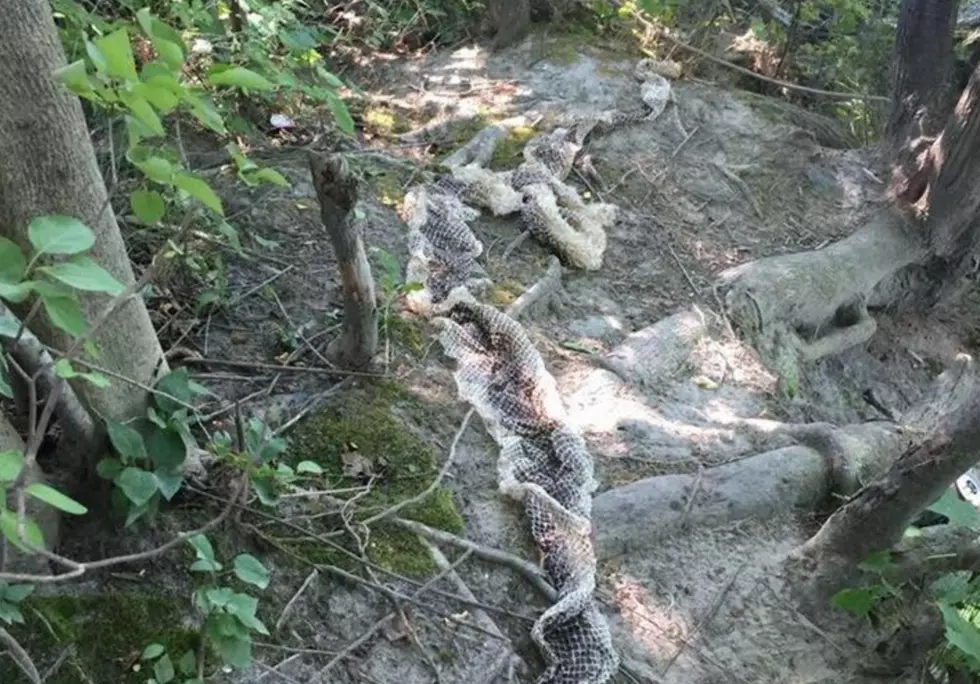 Has ‘Wessie’ The Giant Snake Returned to Westbrook, Maine?