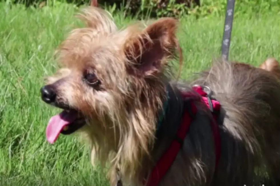 Please Adopt &#8216;Tiger&#8217; the Adorable Yorkie Mix