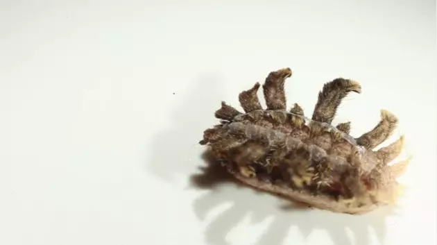 Look Out For This Bizarre-Looking Caterpillar That Lives in Maine
