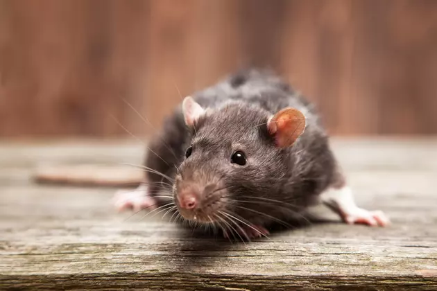 America&#8217;s 50 Rattiest Cities Include Four in New England