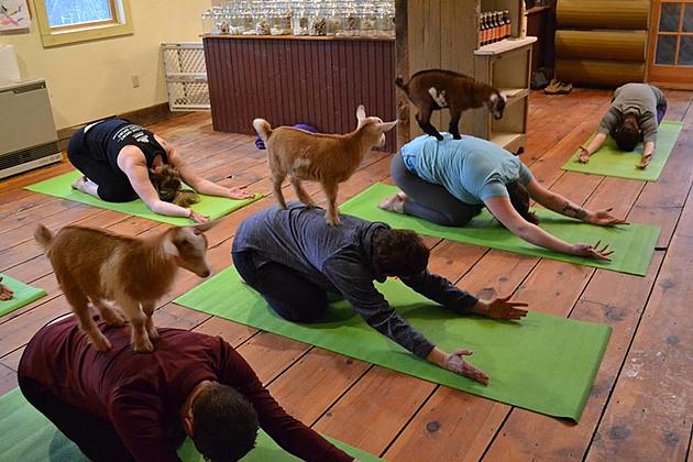 Jenness Farm In Nottingham, New Hampshire, Is WINNING The Yoga With Goats Game