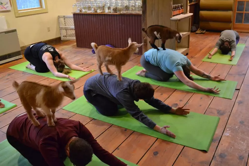 Goats with Yoga in NH