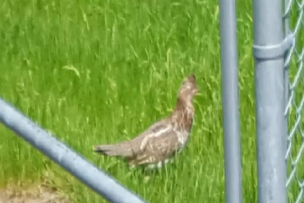 A Ruffed Grouse is the Latest Addition to the Shark Family