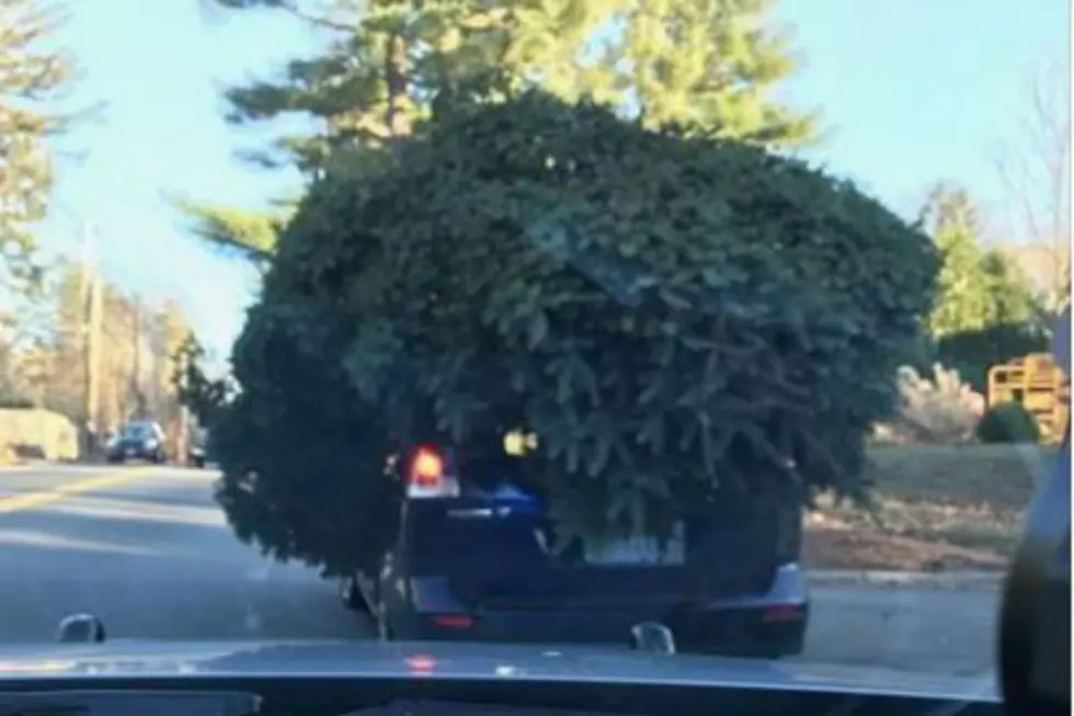 Police Pulled Over This Outrageously Huge Christmas Tree in New England