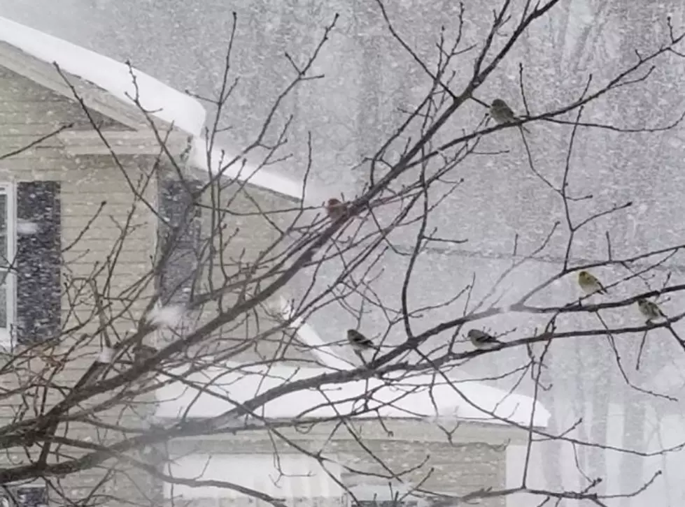 These Tough NH Birds Taking on the Blizzard Face First