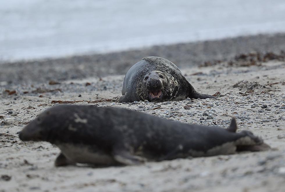 11 Seals Wash Up Dead On Popular Maine Beach