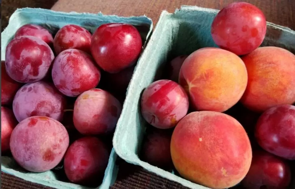 Best NH Orchard Season? It&#8217;s Right Now!