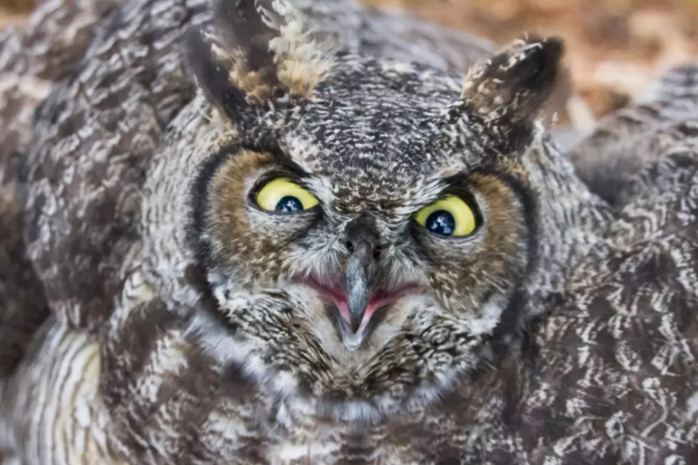 NH Wildlife Scary Halloween Owl Encounter
