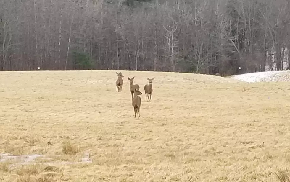 How Many Deer Are Here? In Dover NH