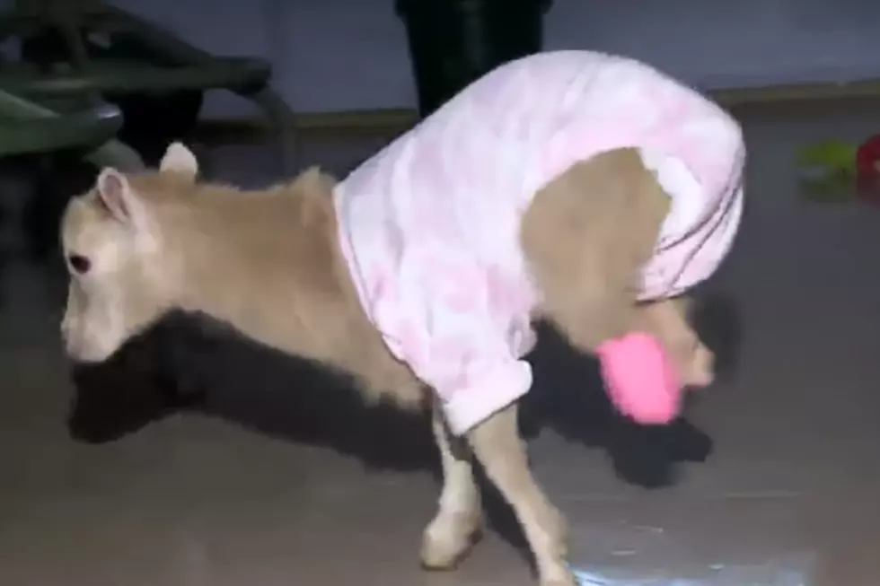 You Have To See Ruby The Miracle Baby Goat from Sutton NH