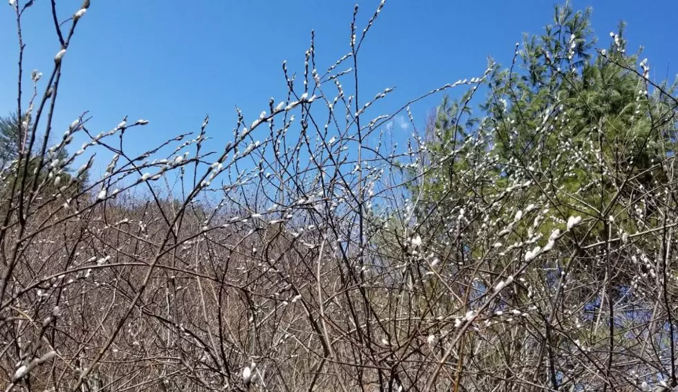 It&#8217;s Pussy Willow Season in NH; Here&#8217;s What to Look For