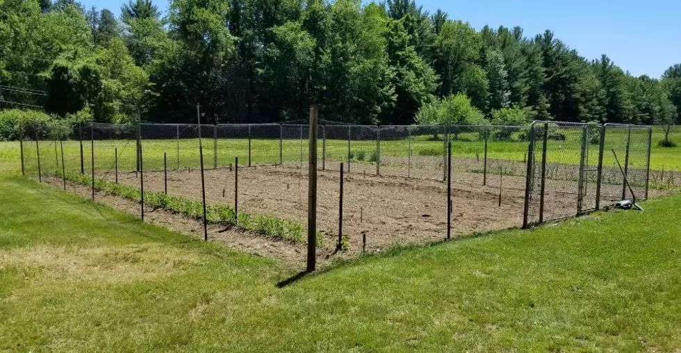 NH Deer Free Garden Experiment Begins