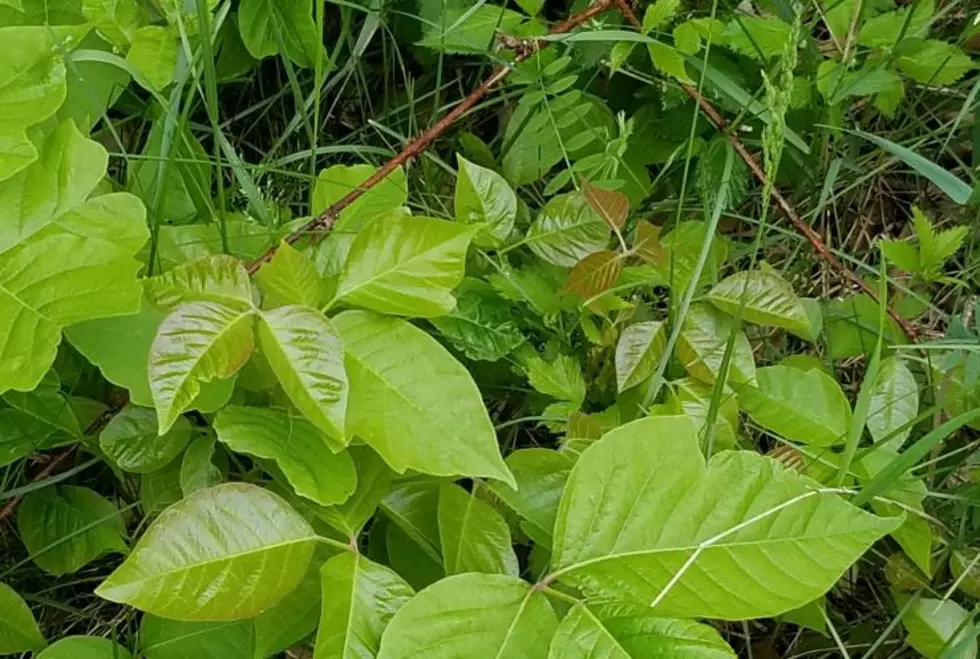 Cure for Worst Ever NH Poison Ivy Season?