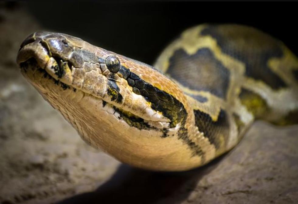 Could NH See a Zombie Snake Invasion?