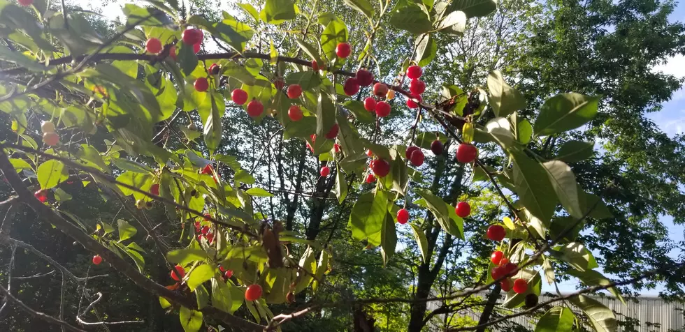 Undead Cherry Tree in Gonic Continues to Amaze