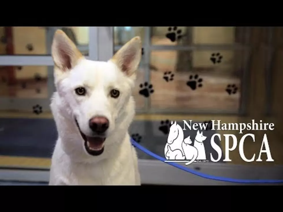 This Video Will Melt Your Heart:  NHSPCA Needs Your Help!