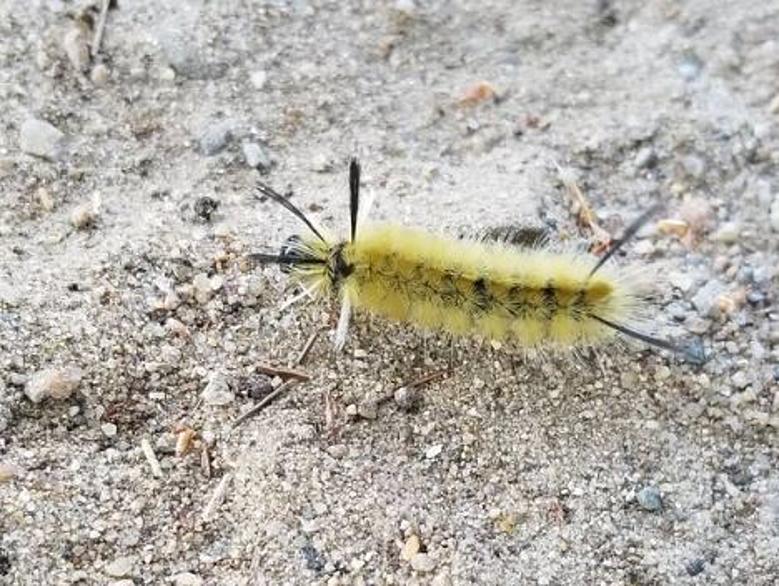 Don't Touch: Cute NH Caterpillar Could Give You a Rash