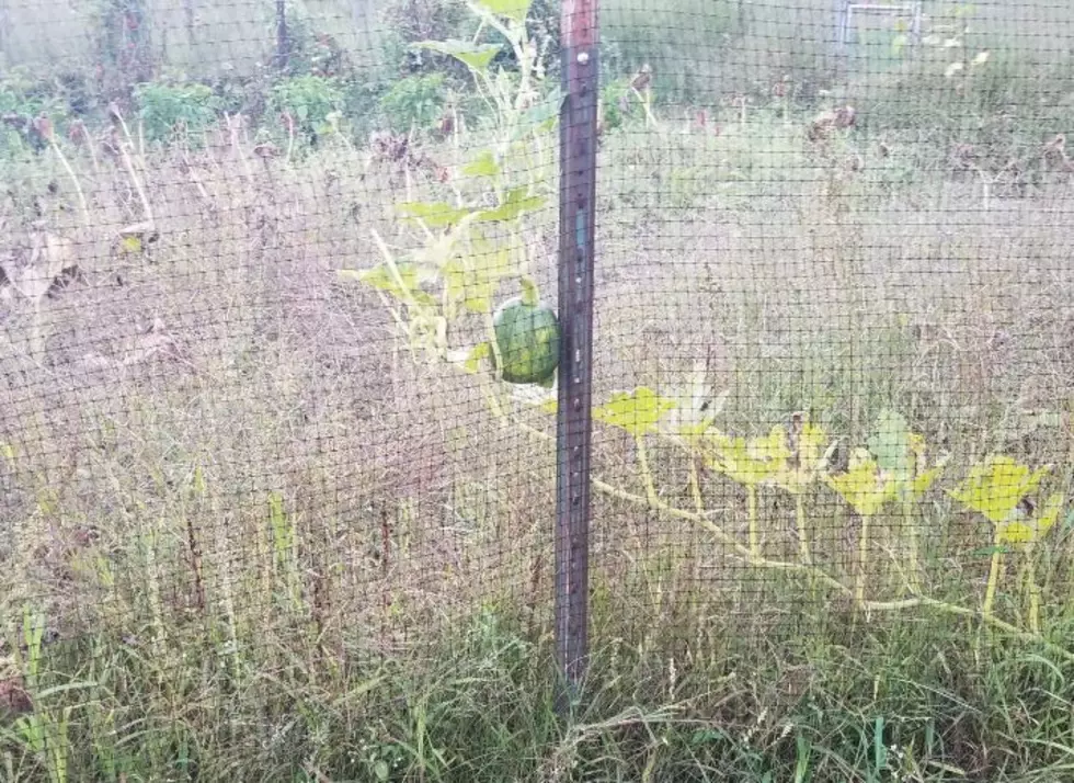 There&#8217;s a Bizarre Pumpkin and Deer Fence Phenomenon