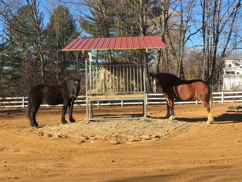 Dover Mounted Police Looking For Volunteers To Help Take Care of Horses