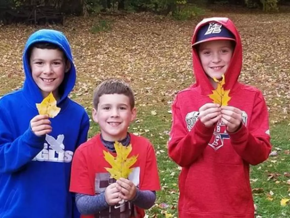 Leaf Catching Fever Hits New Hampshire