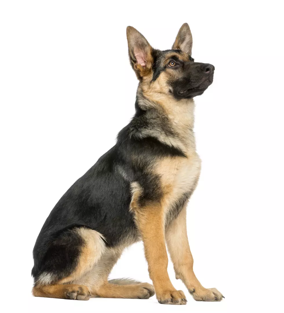 NHSPCA Stratham Is Working to Get German Shepherds Ready for Adoption