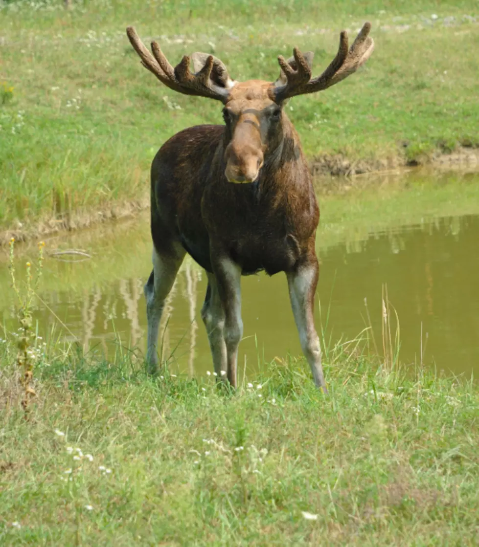 What Is This Moose Doing in a New Hampshire Pool?