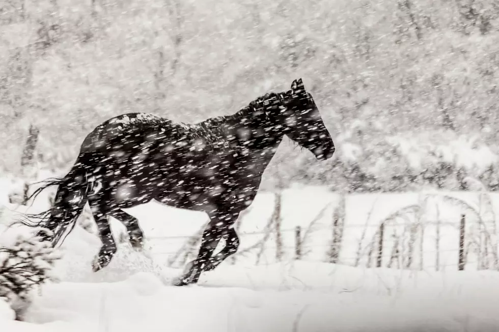 Read This Before You Call About a Snow-Covered Horse