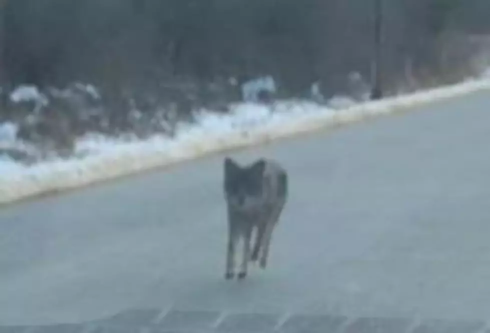 Man Hiking in Exeter Had No Choice To Kill Coyote With Bare Hands