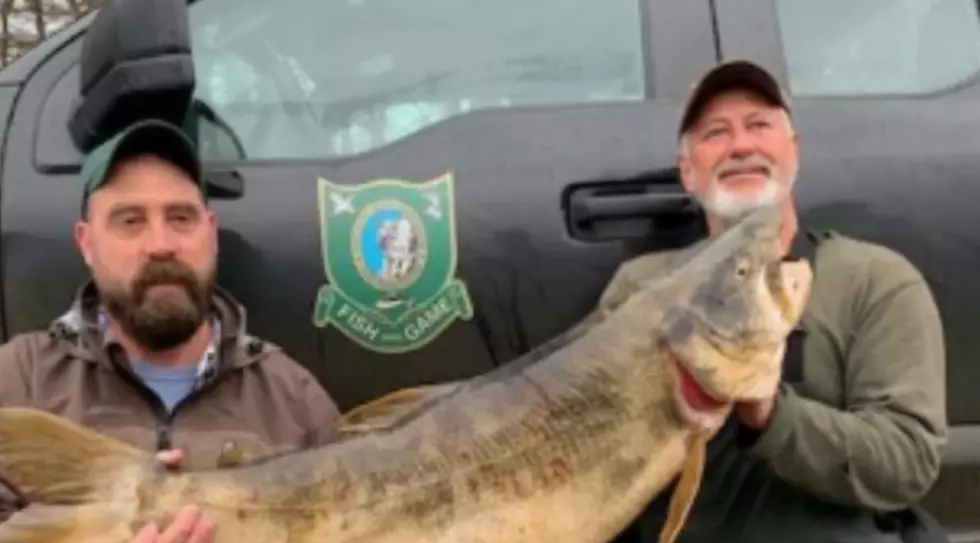 Man Shattered New Hampshire Fishing Record With 37 Pound Trout