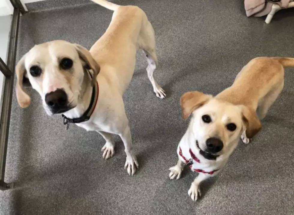 These Two Sweet Kennebunk Dogs Need a Forever Home