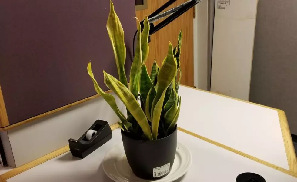 NH Snake Plant Adopted By Baffled New Caretaker