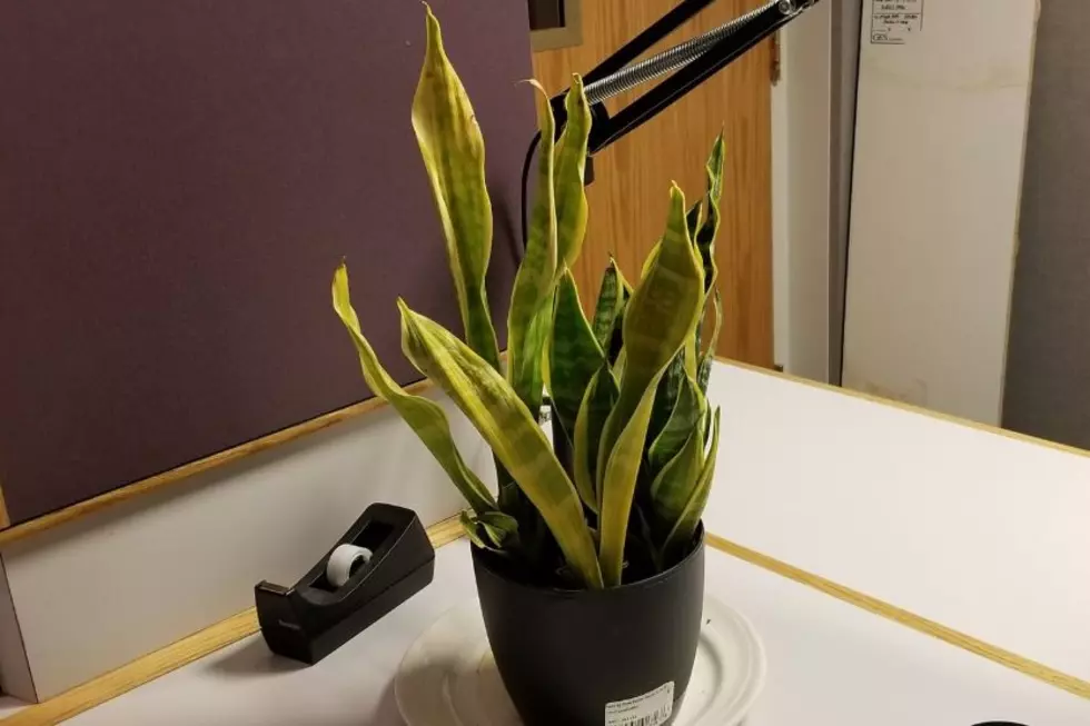 Photo Update on Rescued Snake Plant