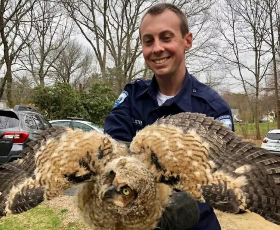 Raptor Rescued by Rye Responders Requires Rehab