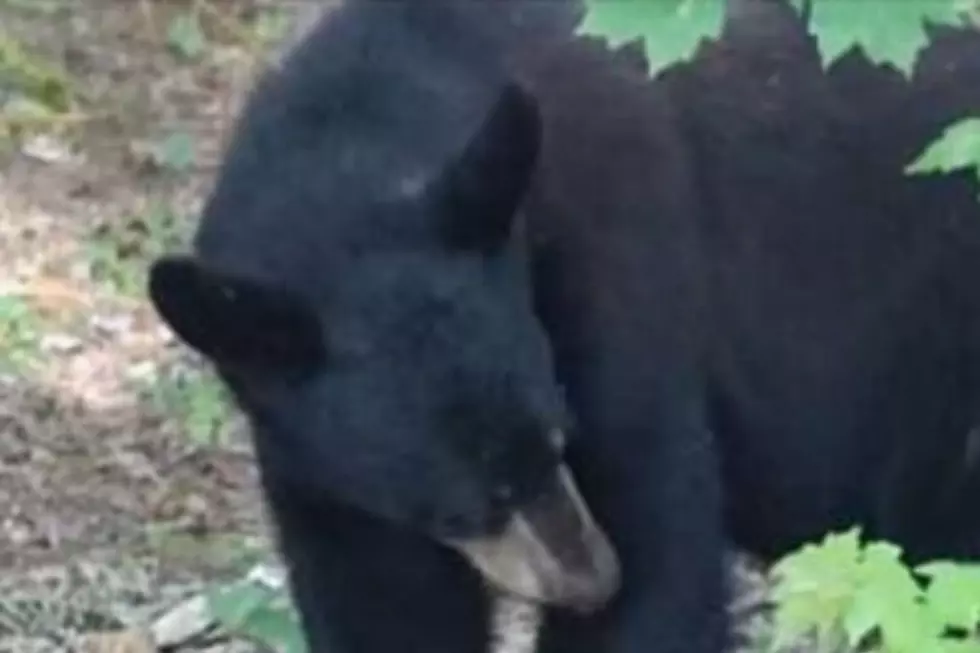 Look Out For Black Bears on Route 9 in Dover