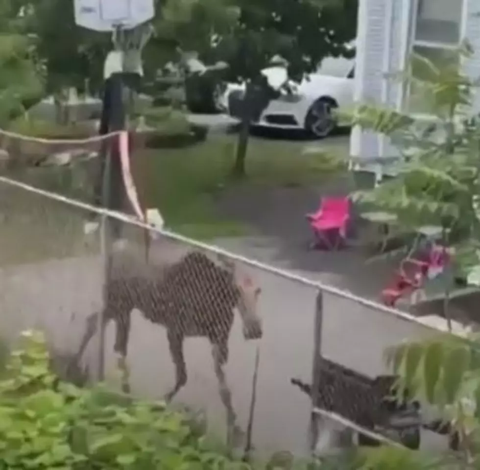 Moose on the Loose in Lowell Brought Back to Forest 